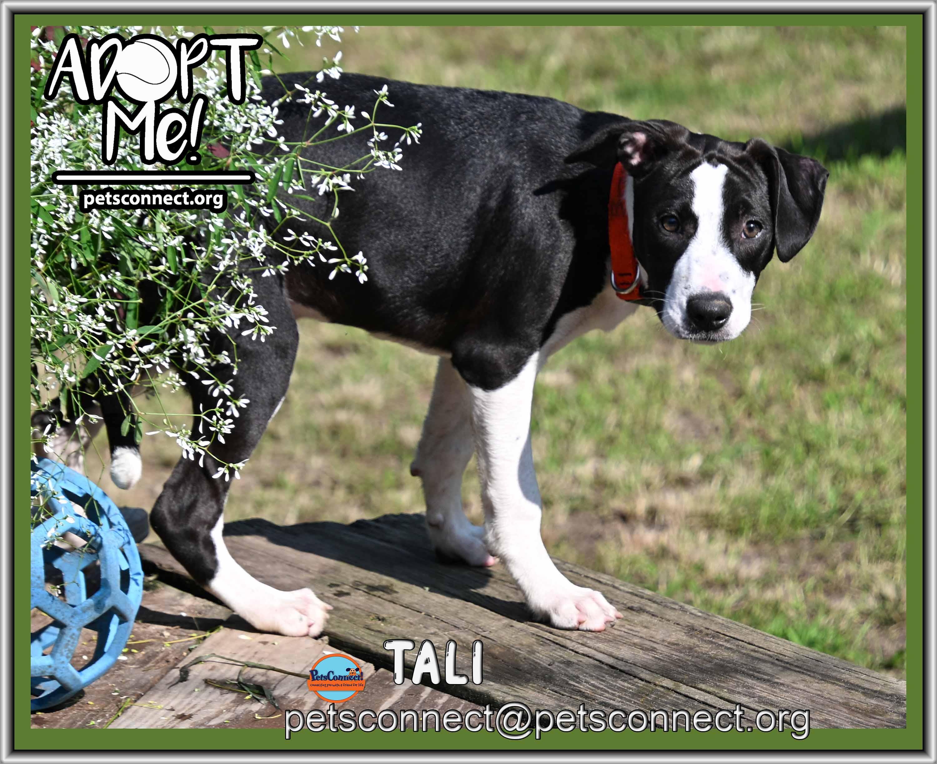 Enlarge Tali, a ADOPTABLE mixed breed in South Bend, IN image 3/5