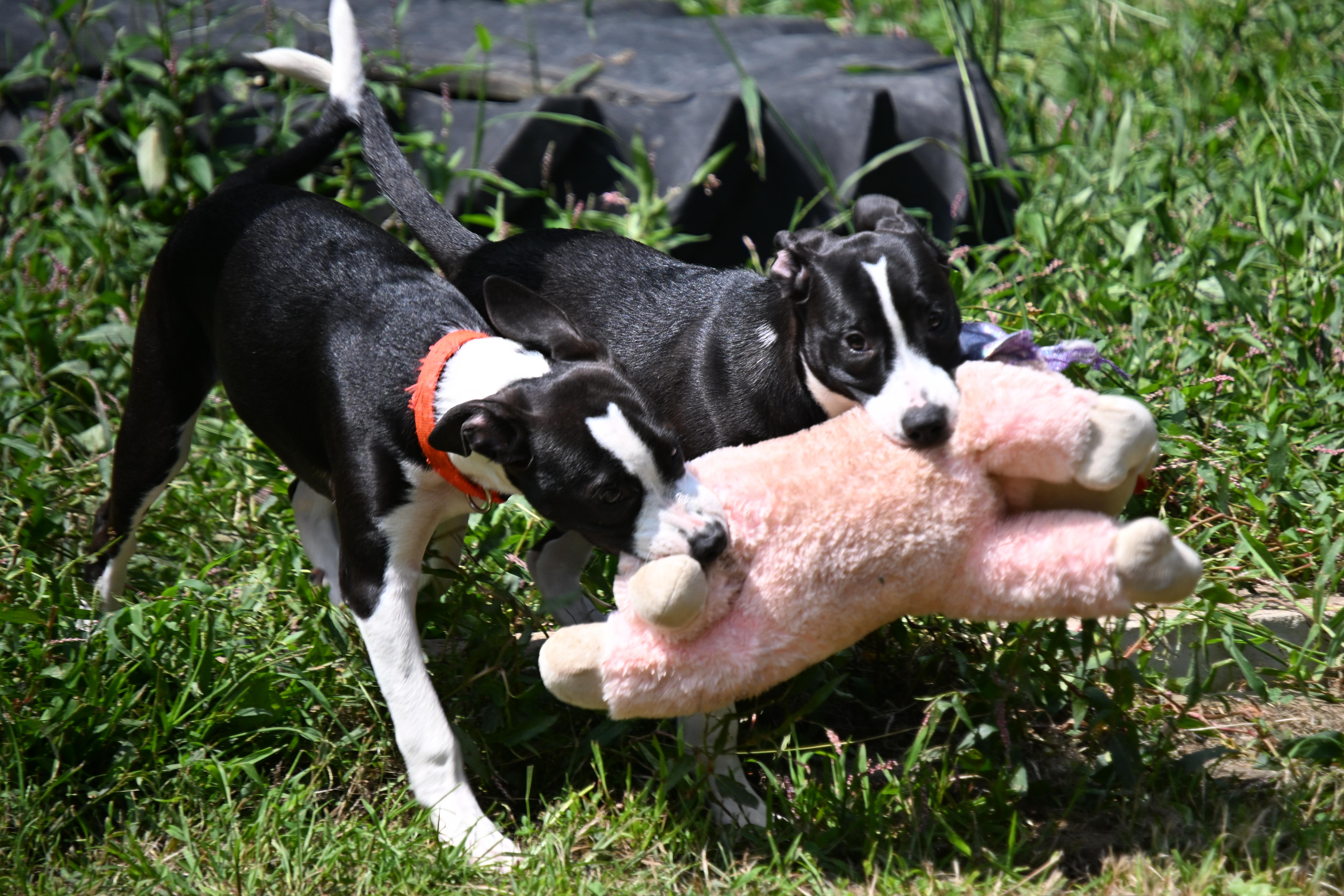 Enlarge Tali, a ADOPTABLE mixed breed in South Bend, IN image 4/5