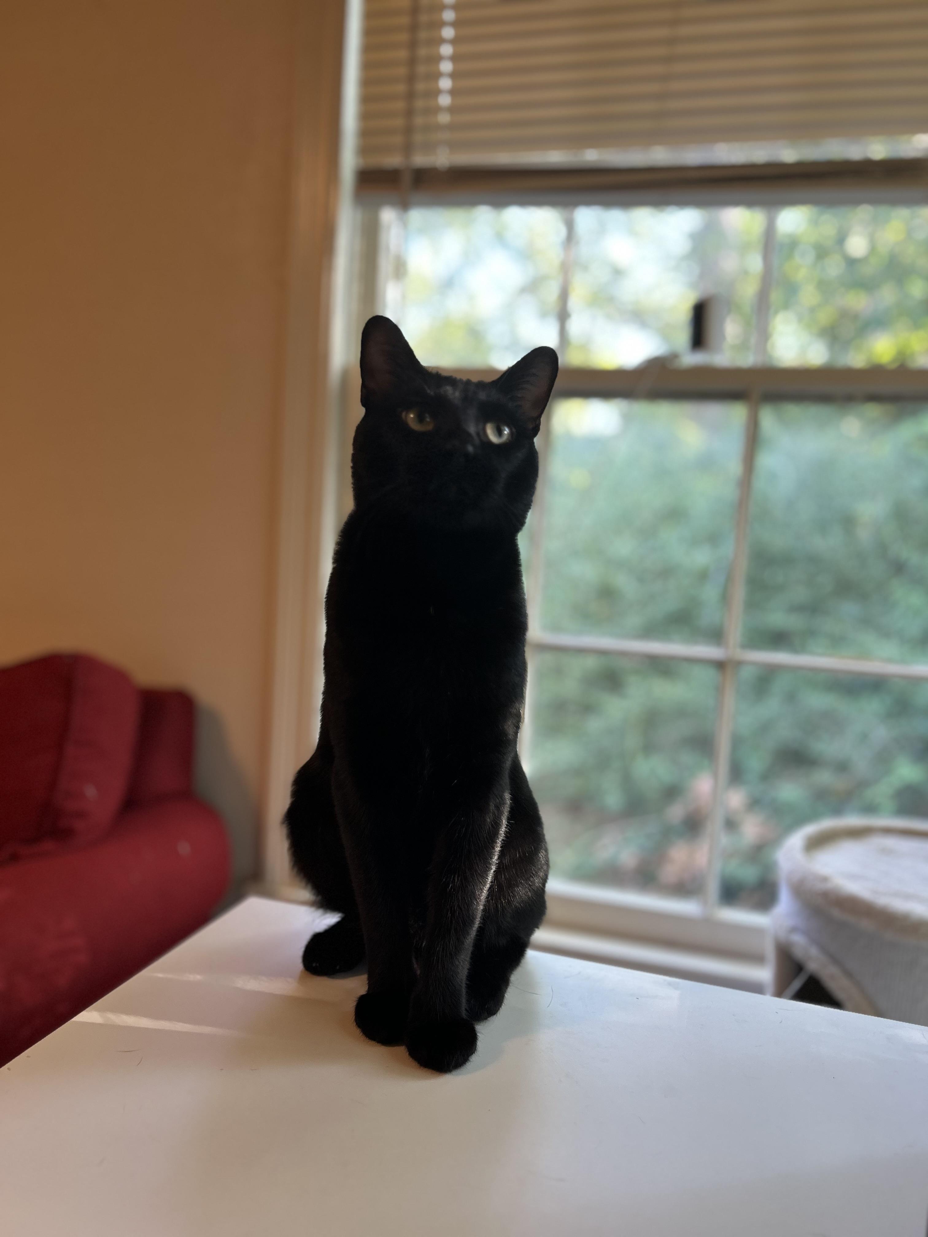Draco, Adoptable, Adult Male Domestic Short Hair.