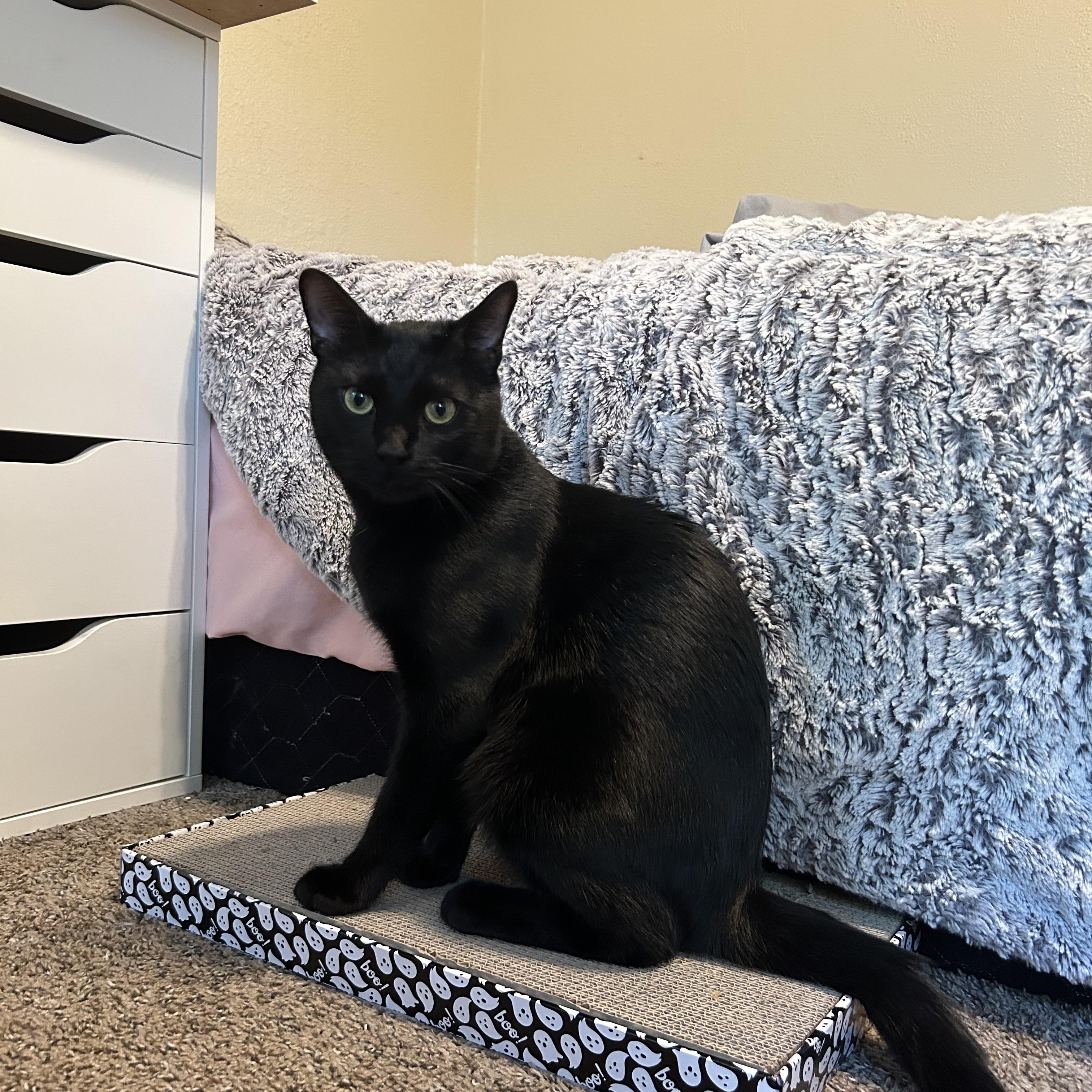 Enlarge Draco, a Adoptable Domestic Short Hair in Flint, TX image 2/4