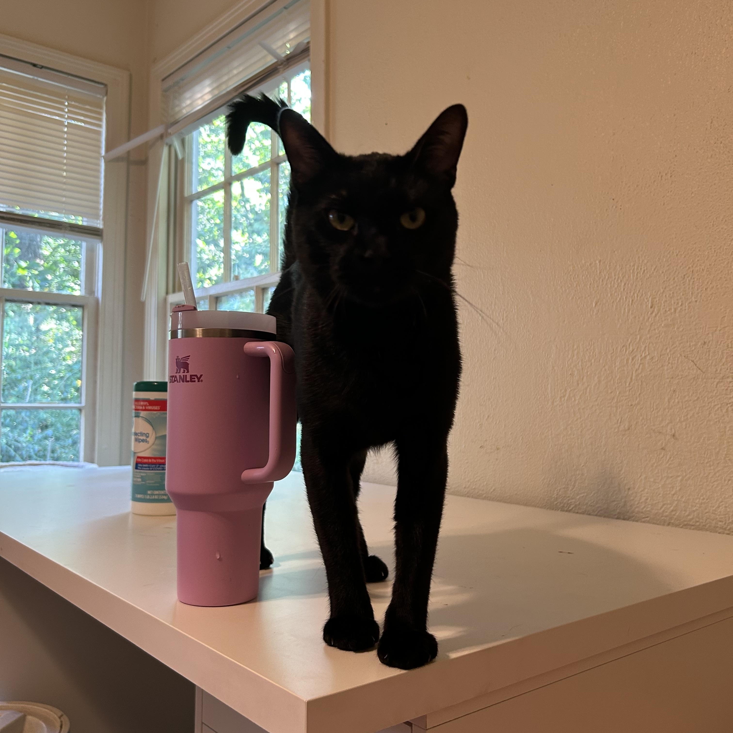 Enlarge Draco, a Adoptable Domestic Short Hair in Flint, TX image 3/4