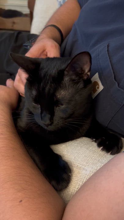 Enlarge Draco, a Adoptable Domestic Short Hair in Flint, TX video 4/4