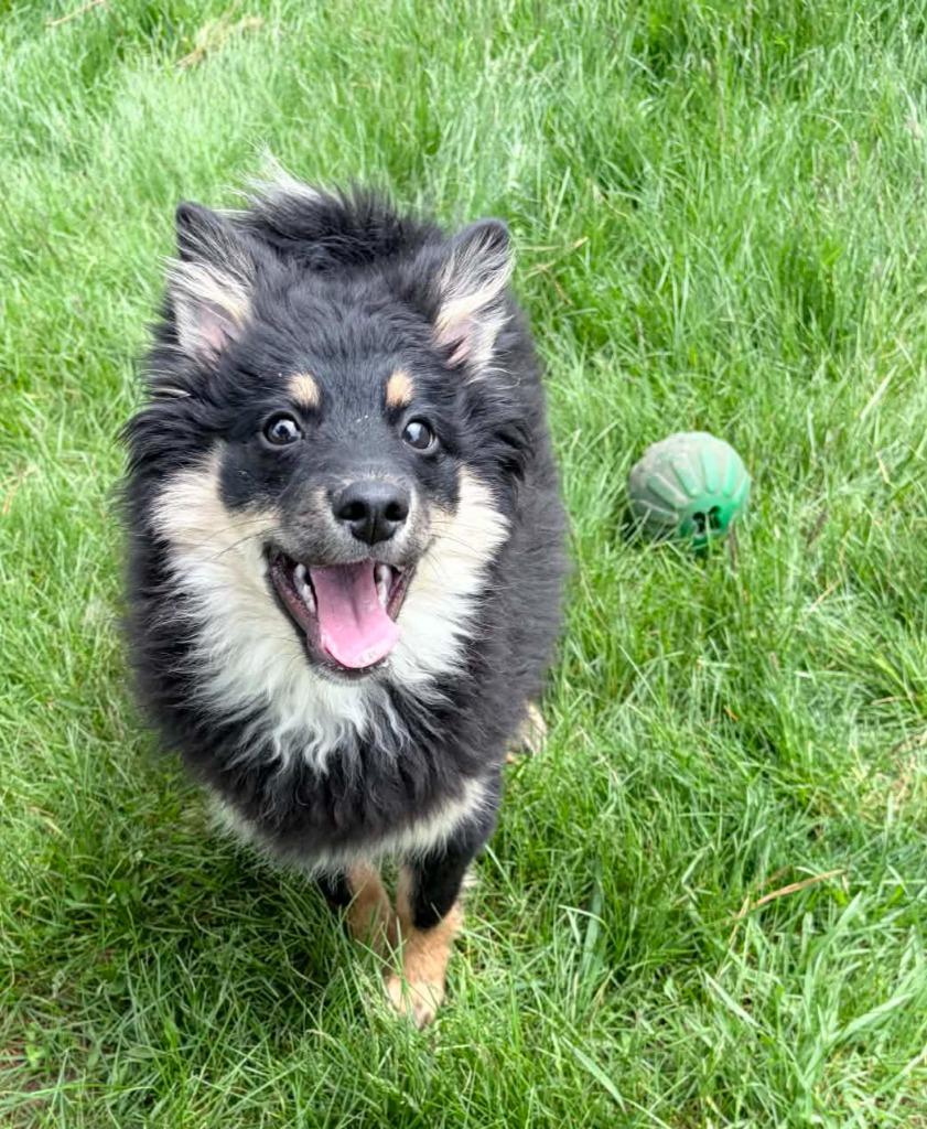 Enlarge Flownder, a Adoptable mixed breed in Lagrange, IN image 1/4