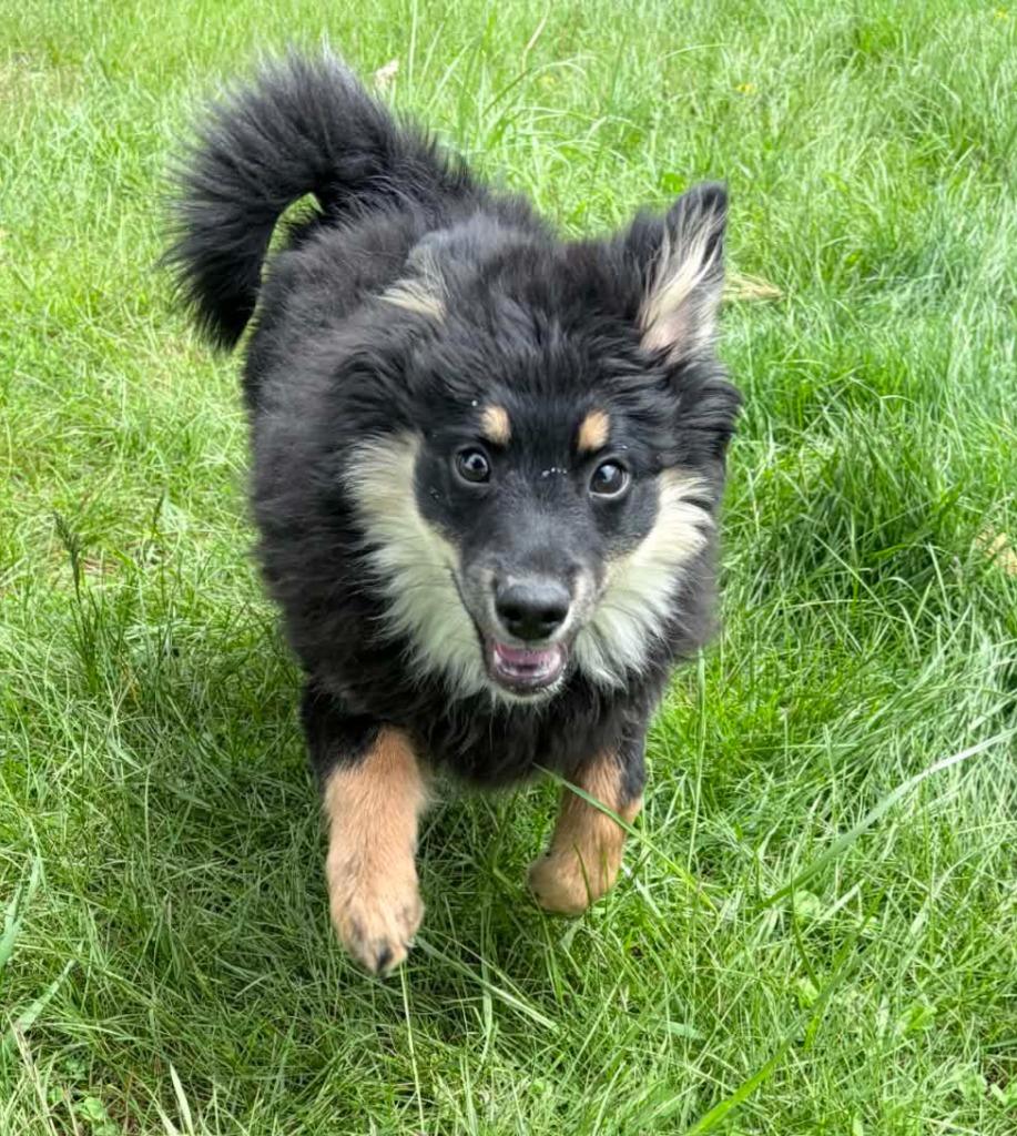 Enlarge Flownder, a Adoptable mixed breed in Lagrange, IN image 2/4
