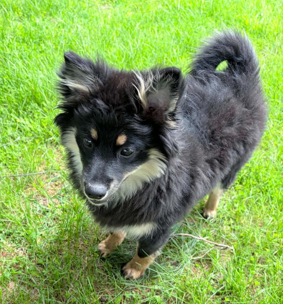 Enlarge Flownder, a Adoptable mixed breed in Lagrange, IN image 3/4
