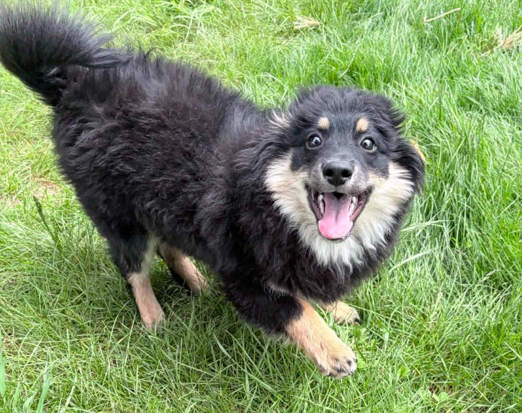 Enlarge Flownder, a Adoptable mixed breed in Lagrange, IN image 4/4