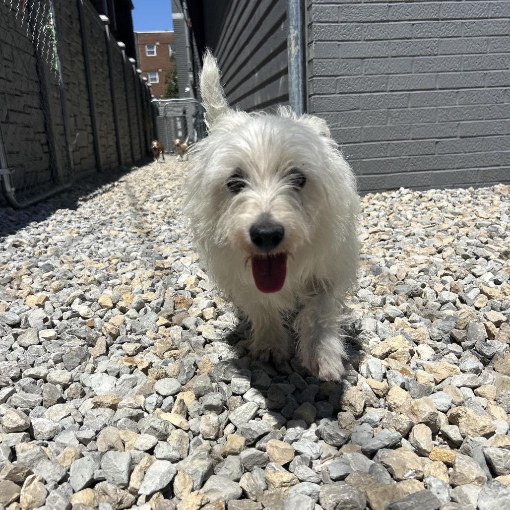 Queenie, a Adoptable West Highland White Terrier / Westie in St. Louis, MO image 1/5
