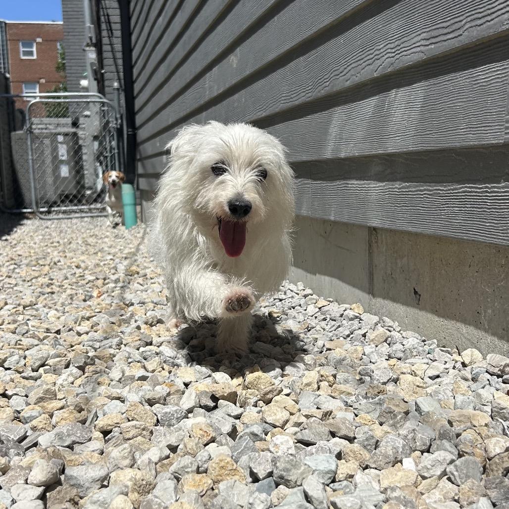 Queenie, a Adoptable West Highland White Terrier / Westie in St. Louis, MO image 2/5