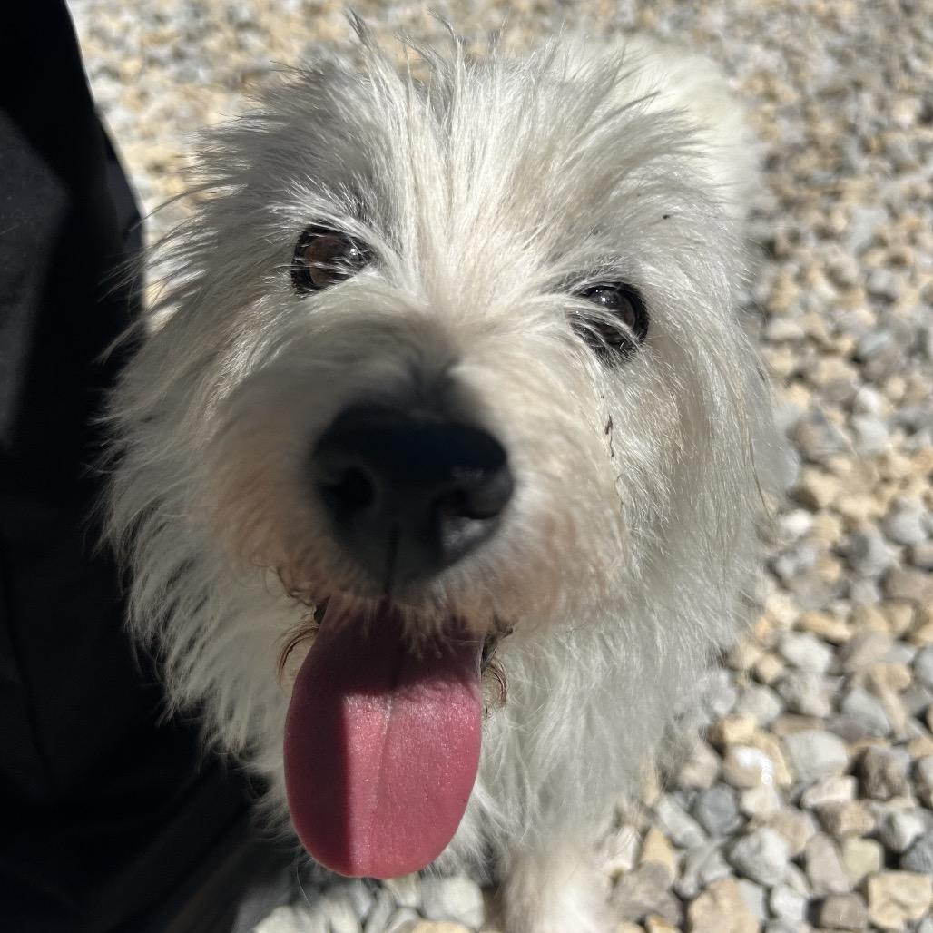 Queenie, a Adoptable West Highland White Terrier / Westie in St. Louis, MO image 3/5