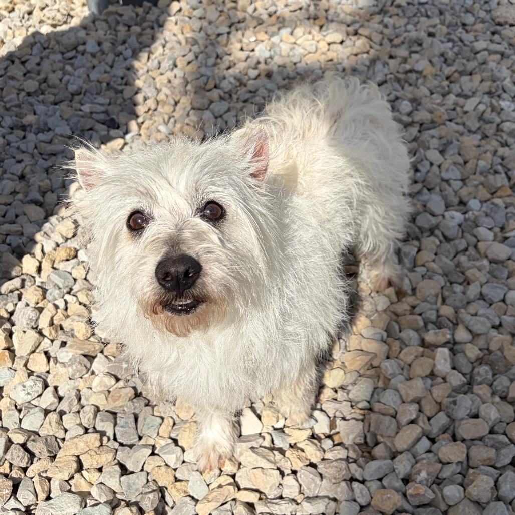 Enlarge Queenie, a Adoptable West Highland White Terrier / Westie in St. Louis, MO image 1/1