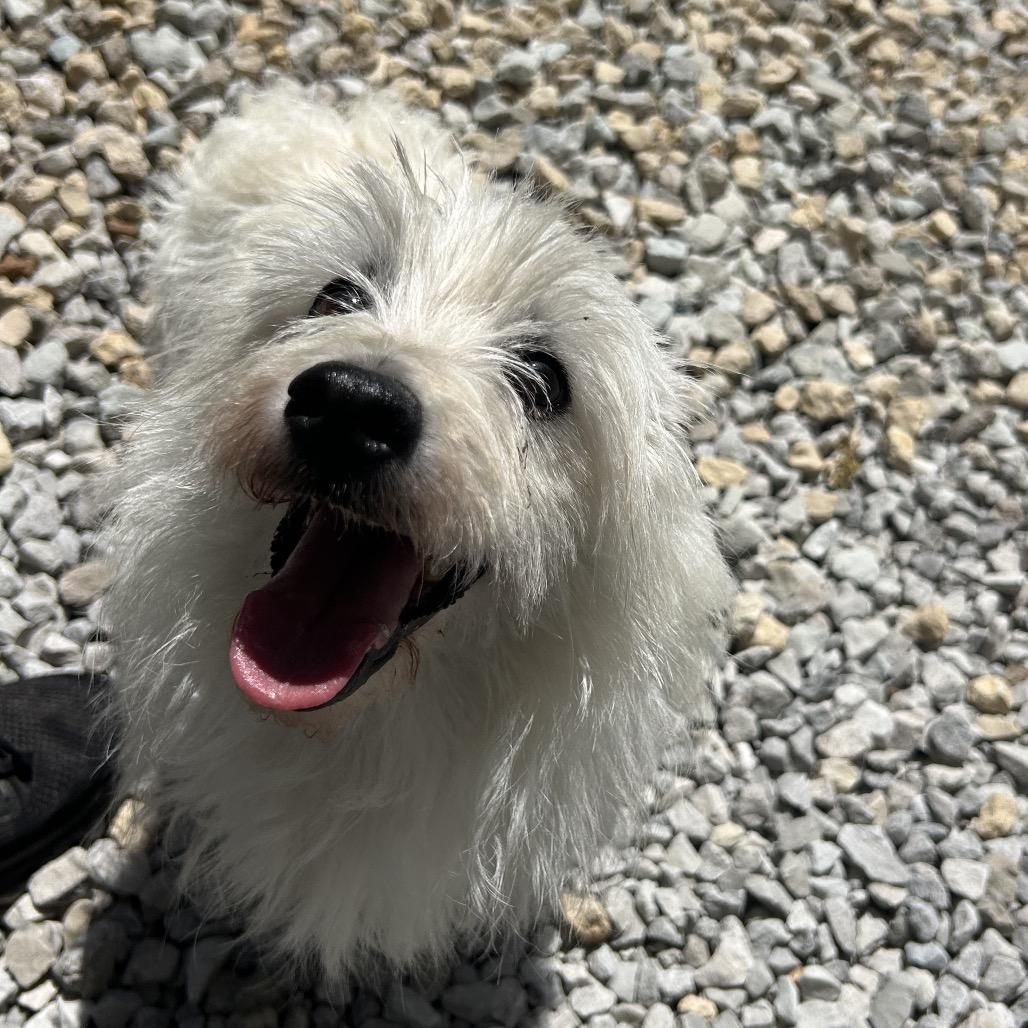 Queenie, a Adoptable West Highland White Terrier / Westie in St. Louis, MO image 5/5