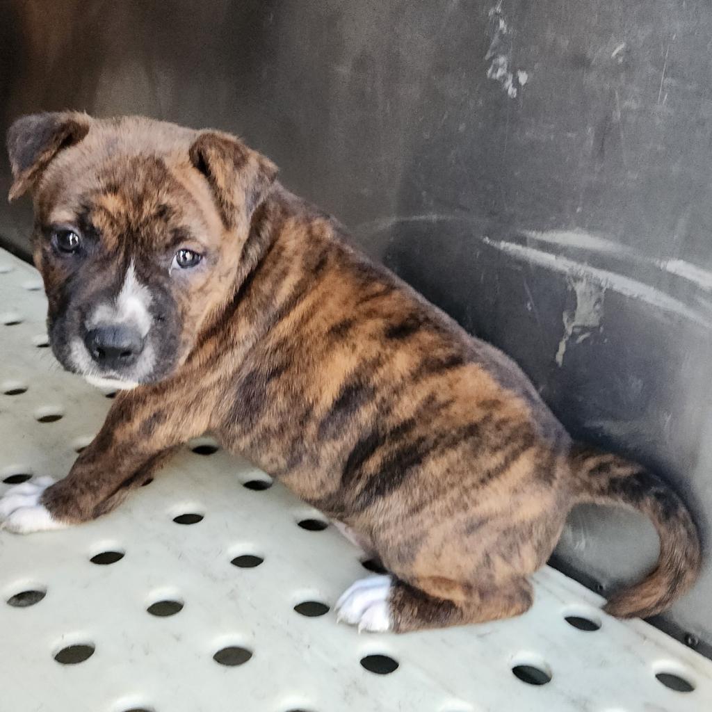 Emerald, Adoptable, Adult Female Pit Bull Terrier.