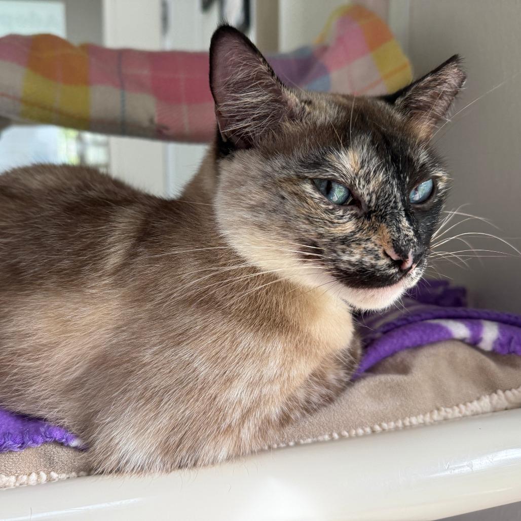 Coquette, Adoptable, Adult Female Siamese.