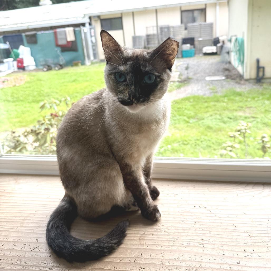 Enlarge Coquette, a Adoptable Siamese in Fort Bragg, CA image 2/4
