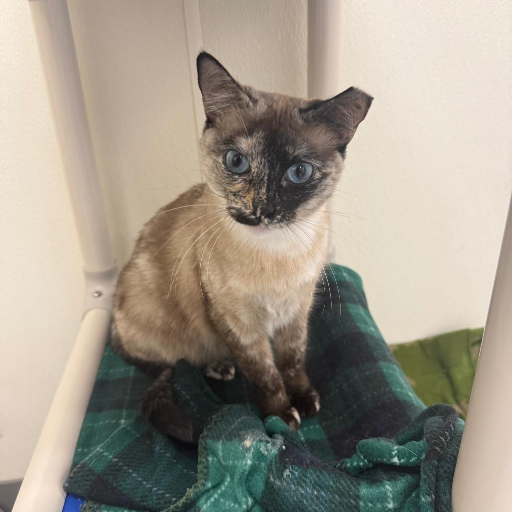 Coquette, Adoptable, Adult Female Siamese.