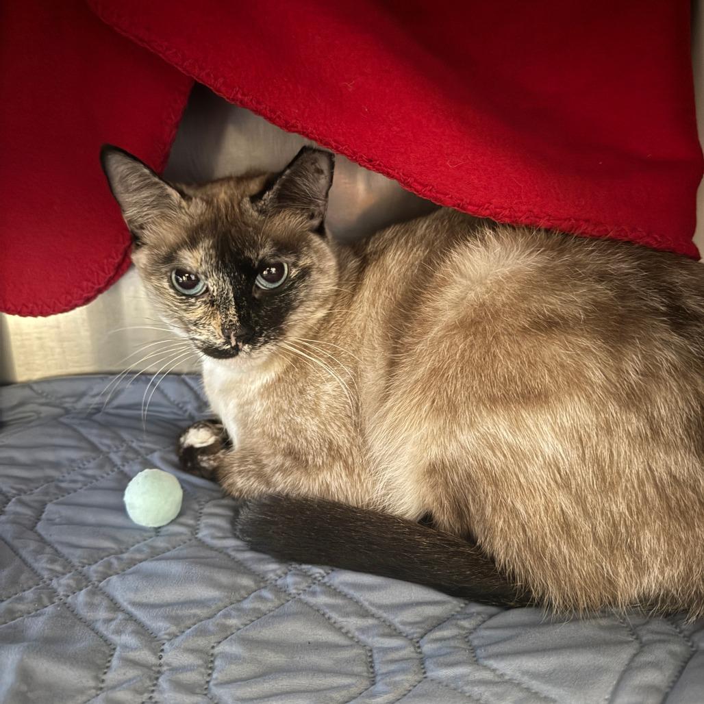 Coquette, a Adoptable Siamese in Fort Bragg, CA image 2/2