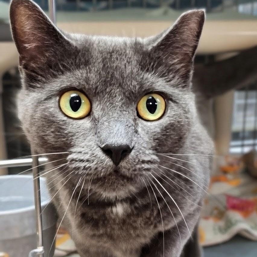 Enlarge Maggie, a Adoptable Domestic Short Hair in West Jefferson, OH image 2/6