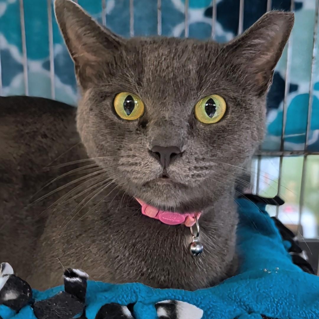 Enlarge Maggie, a Adoptable Domestic Short Hair in West Jefferson, OH image 5/6