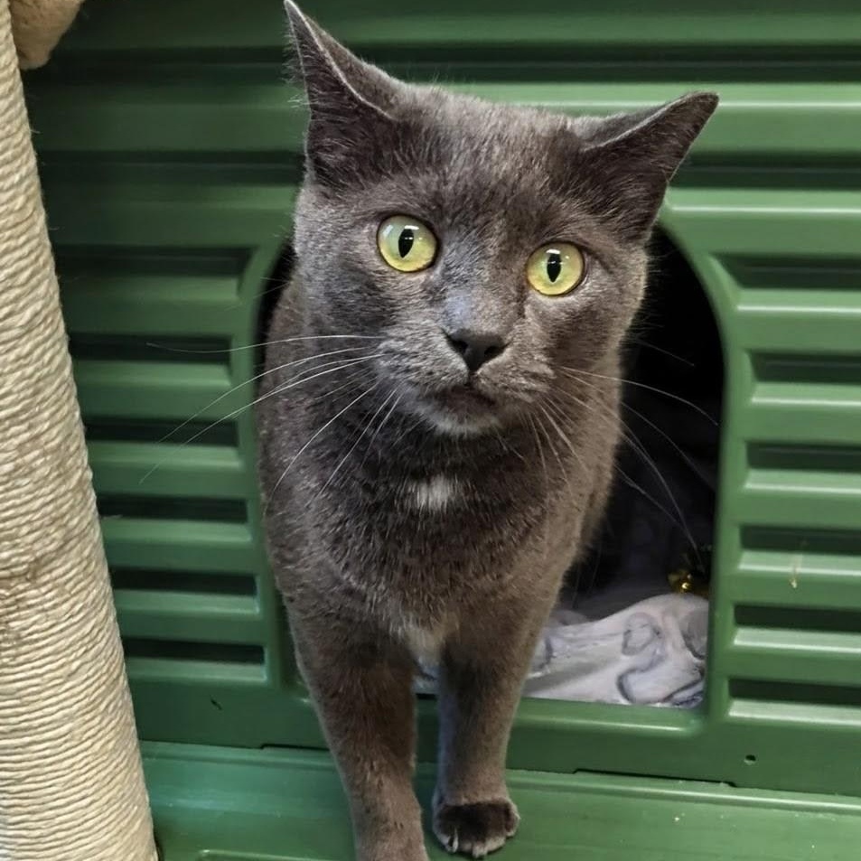 Maggie, Adoptable, Adult Female Domestic Short Hair.