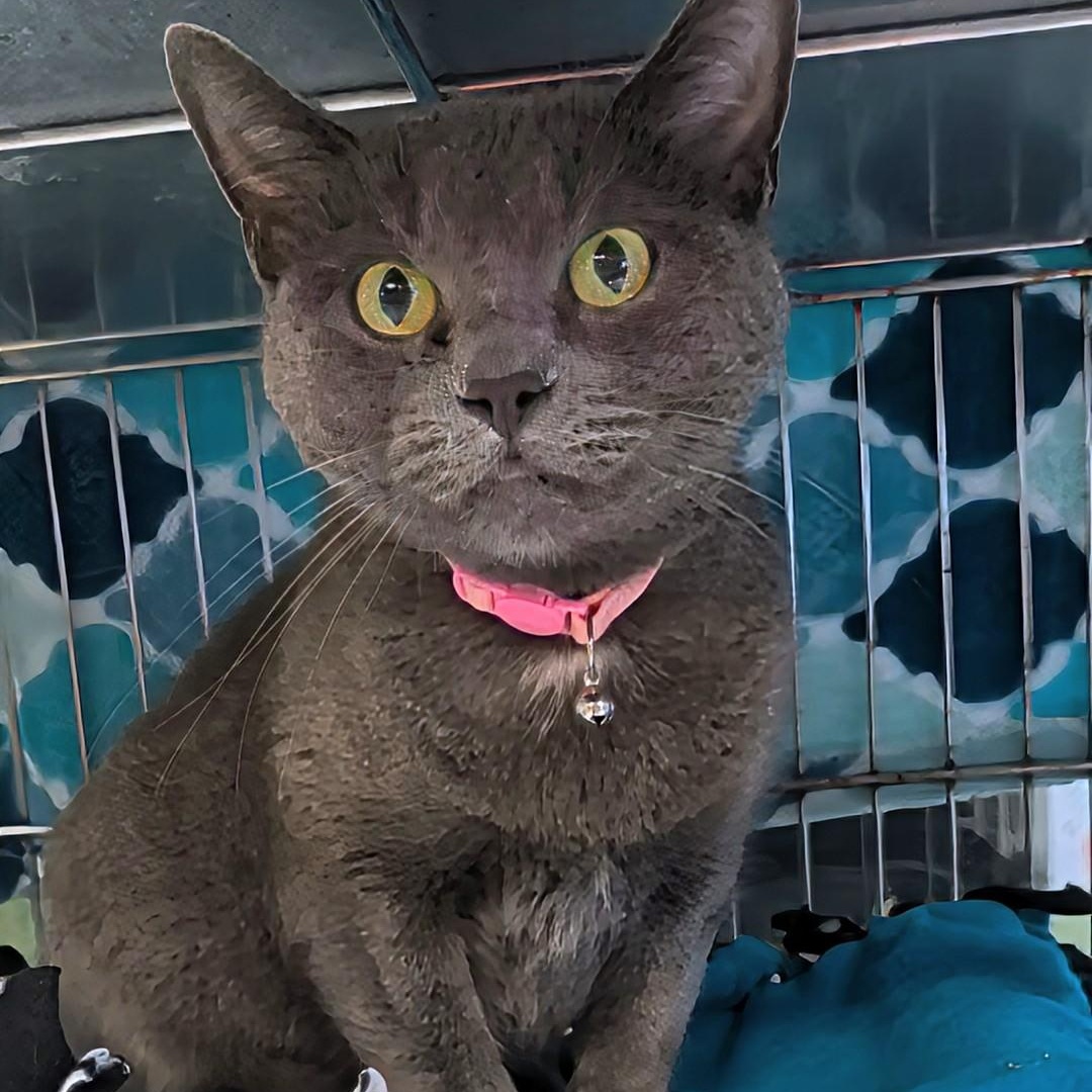 Enlarge Maggie, a Adoptable Domestic Short Hair in West Jefferson, OH image 4/6