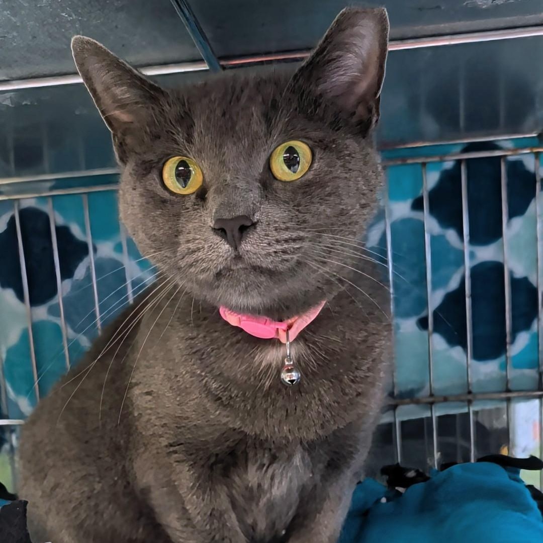Enlarge Maggie, a Adoptable Domestic Short Hair in West Jefferson, OH image 3/6