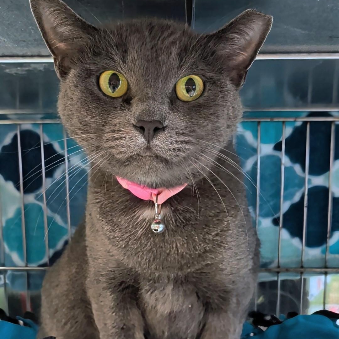 Enlarge Maggie, a Adoptable Domestic Short Hair in West Jefferson, OH image 2/6