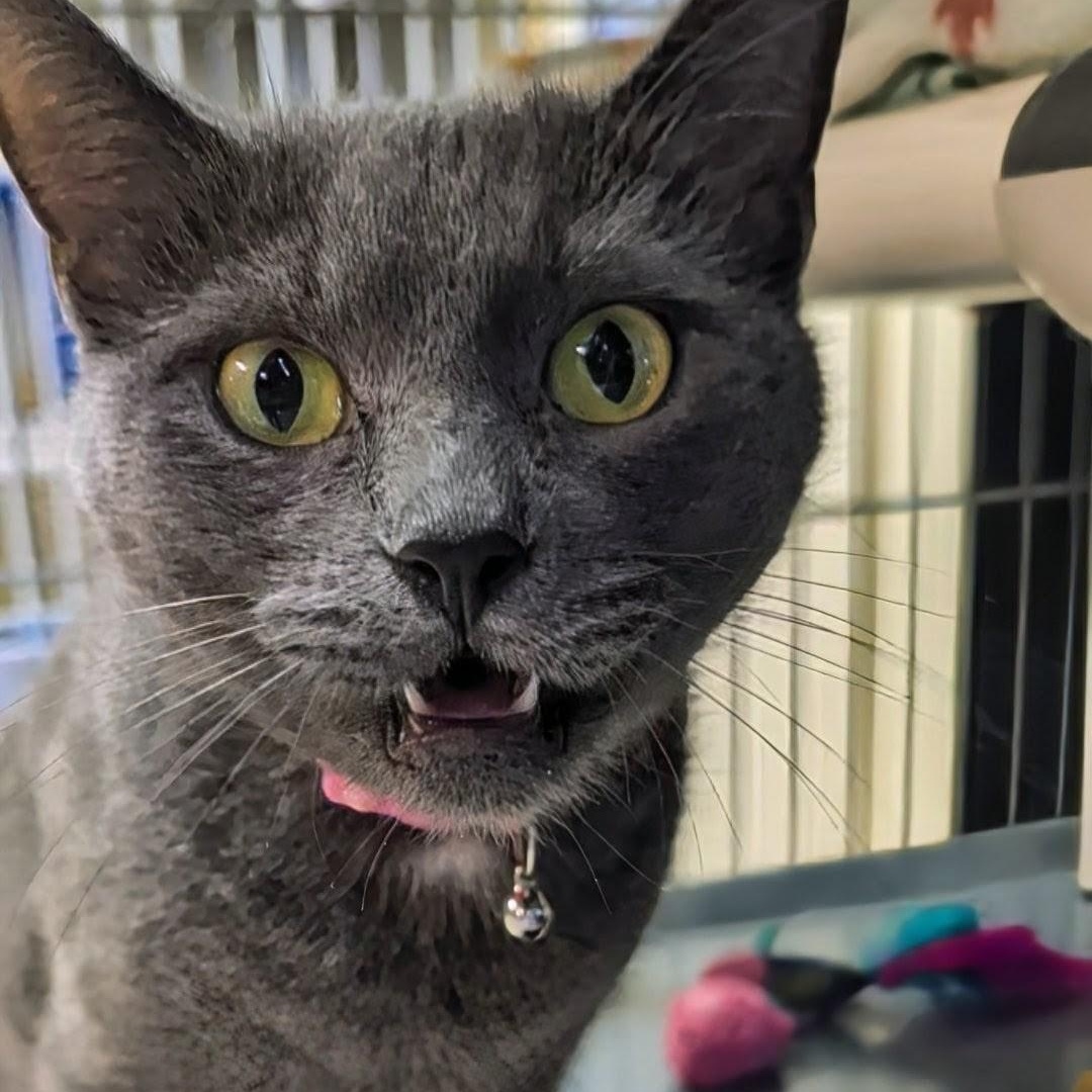Enlarge Maggie, a Adoptable Domestic Short Hair in West Jefferson, OH image 6/6