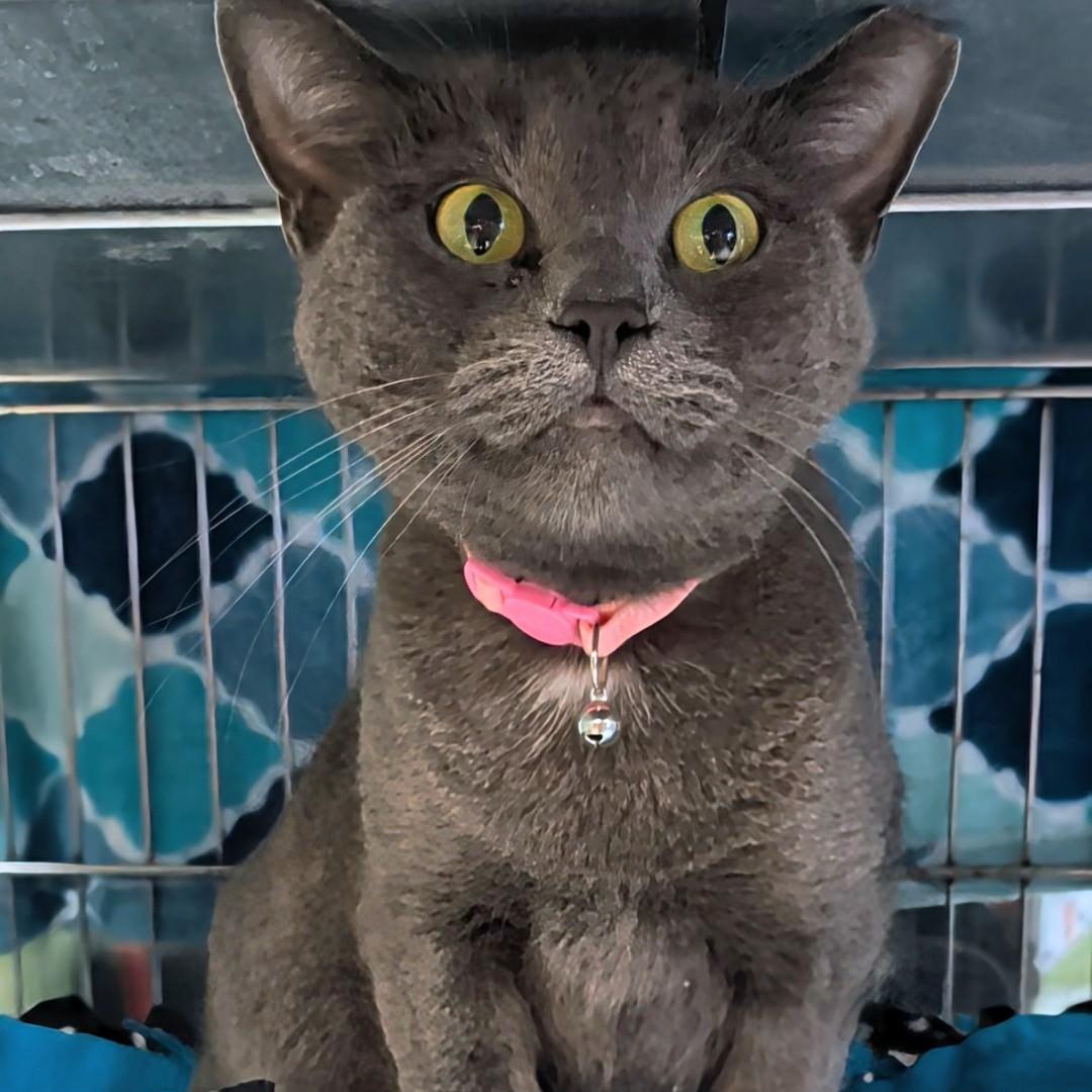 Enlarge Maggie, a Adoptable Domestic Short Hair in West Jefferson, OH image 1/6