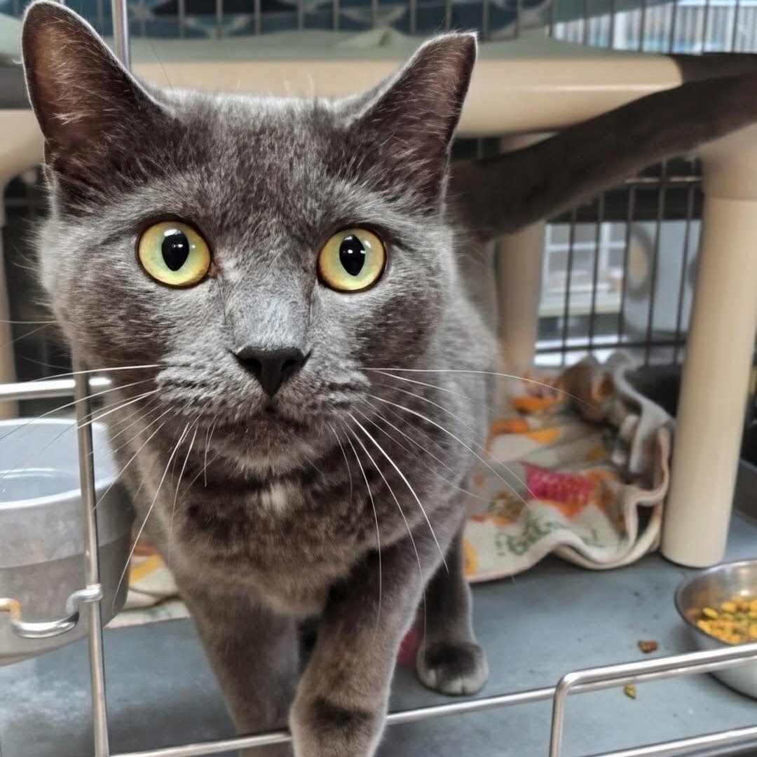 Enlarge Maggie, a Adoptable Domestic Short Hair in West Jefferson, OH image 5/6