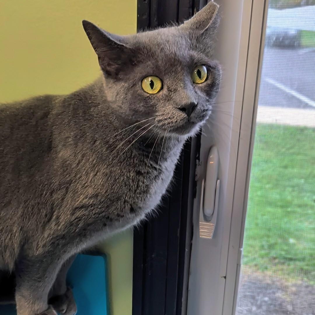 Enlarge Maggie, a Adoptable Domestic Short Hair in West Jefferson, OH image 6/6