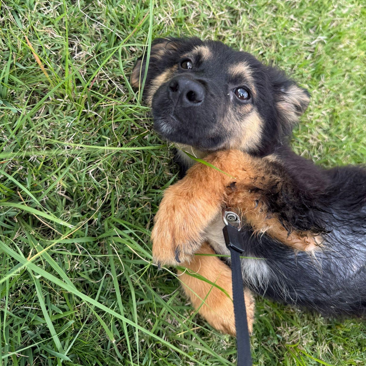 Enlarge APPLE JACK "Your Perfect Little Cuddle Buddy" The Cereal Litter - (out of town), a Adoptable mixed breed in New York, NY image 3/6