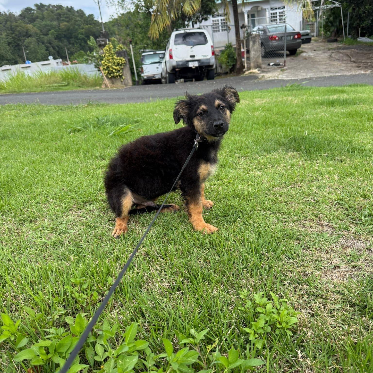 Enlarge APPLE JACK "Your Perfect Little Cuddle Buddy" The Cereal Litter - (out of town), a Adoptable mixed breed in New York, NY image 6/6