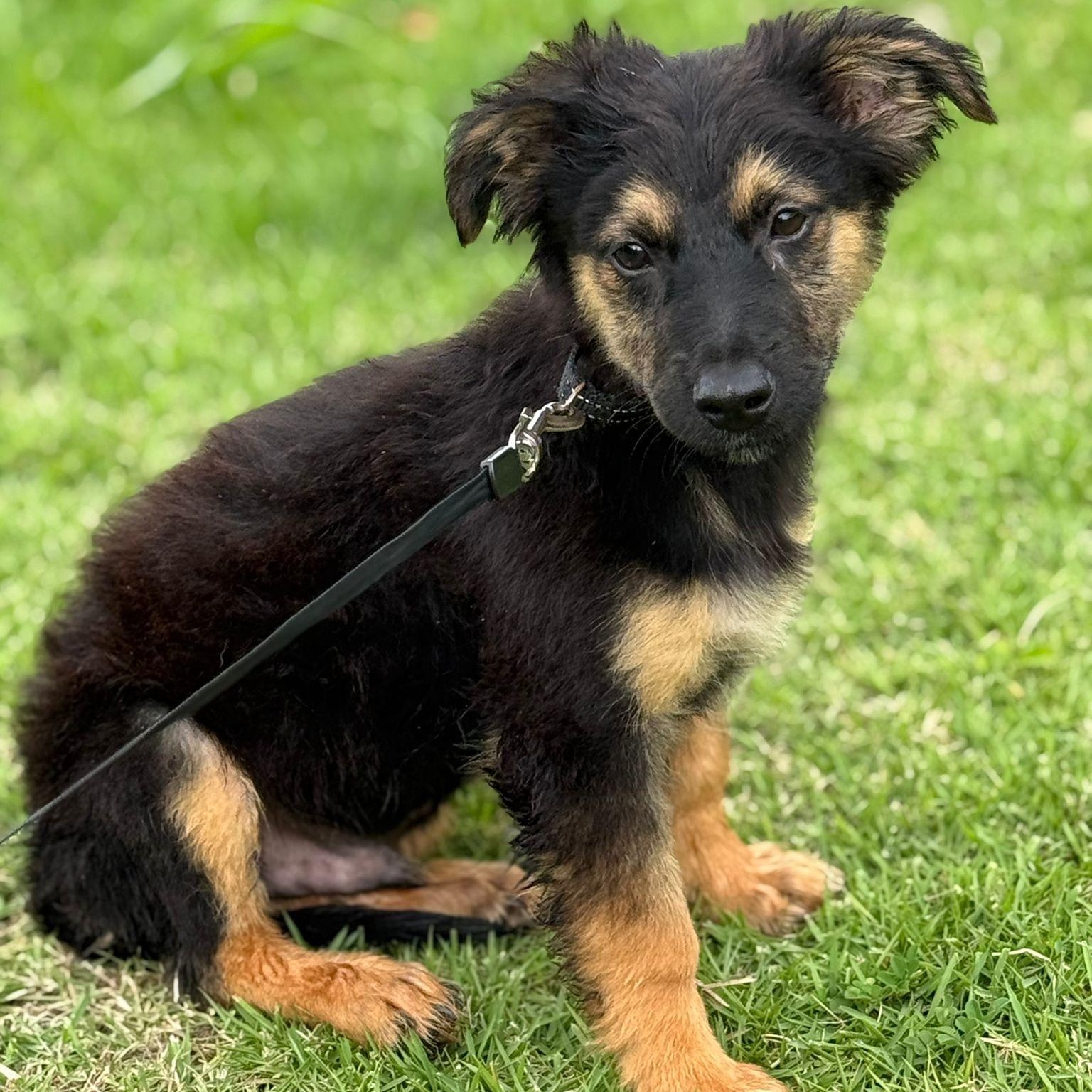 Enlarge APPLE JACK "Your Perfect Little Cuddle Buddy" The Cereal Litter - (out of town), a Adoptable mixed breed in New York, NY image 2/6