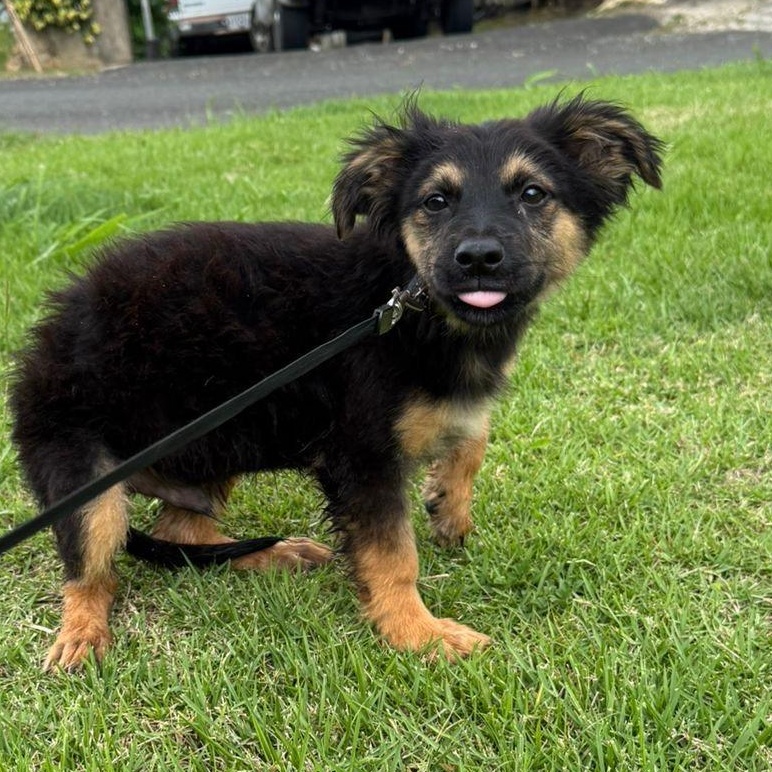Enlarge APPLE JACK "Your Perfect Little Cuddle Buddy" The Cereal Litter - (out of town), a Adoptable mixed breed in New York, NY image 1/6