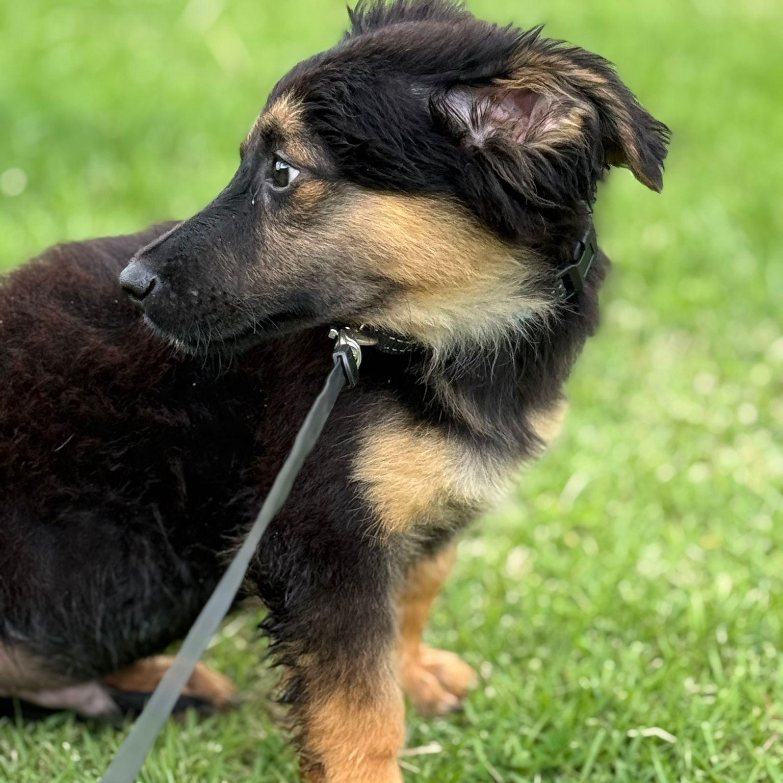 Enlarge APPLE JACK "Your Perfect Little Cuddle Buddy" The Cereal Litter - (out of town), a Adoptable mixed breed in New York, NY image 5/6