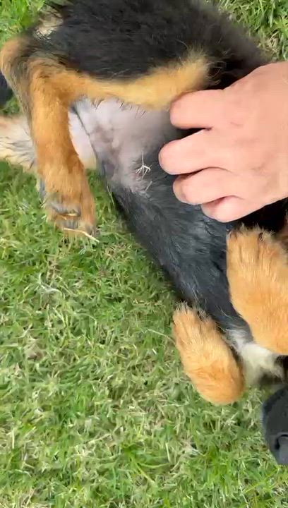 Enlarge APPLE JACK "Your Perfect Little Cuddle Buddy" The Cereal Litter - (out of town), a Adoptable mixed breed in New York, NY video 4/6