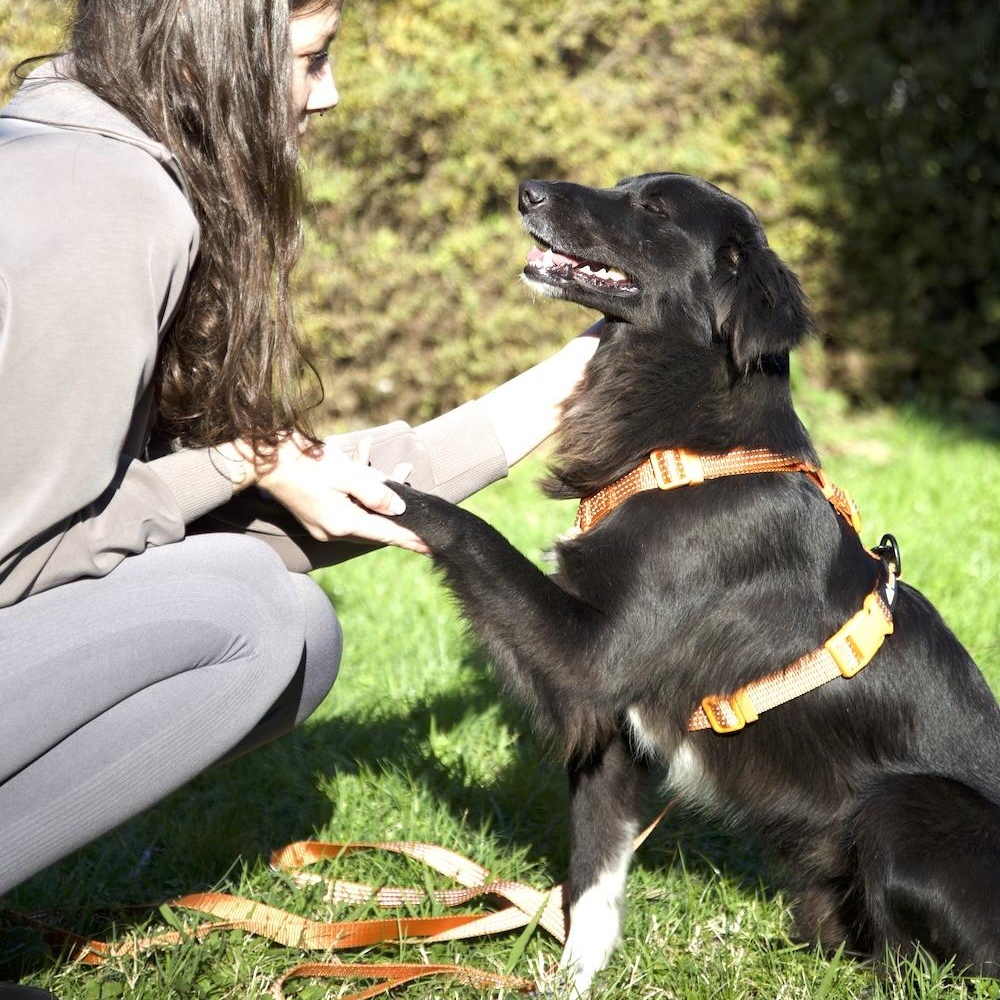 Asha, ADOPTABLE, Young Female Spaniel & Flat-Coated Retriever.