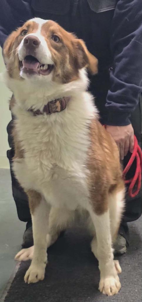 Coco, Adoptable, Young Male Border Collie & Australian Shepherd.