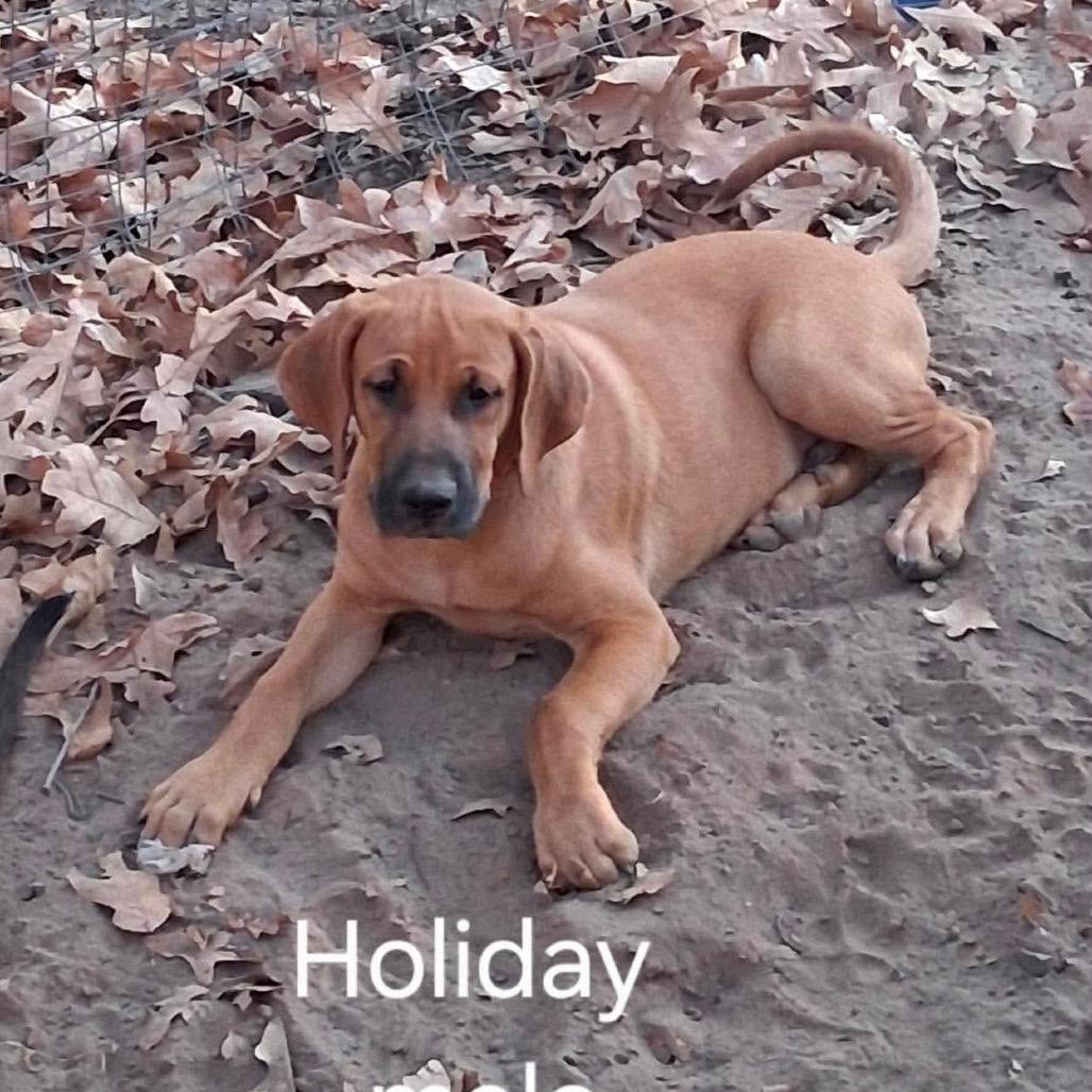 Enlarge Holiday, a Adoptable Hound in Ferndale, MI image 1/6
