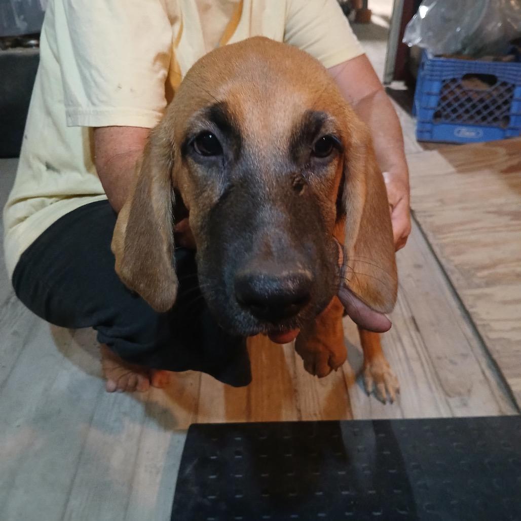 Enlarge Holiday, a Adoptable Hound in Ferndale, MI image 2/6