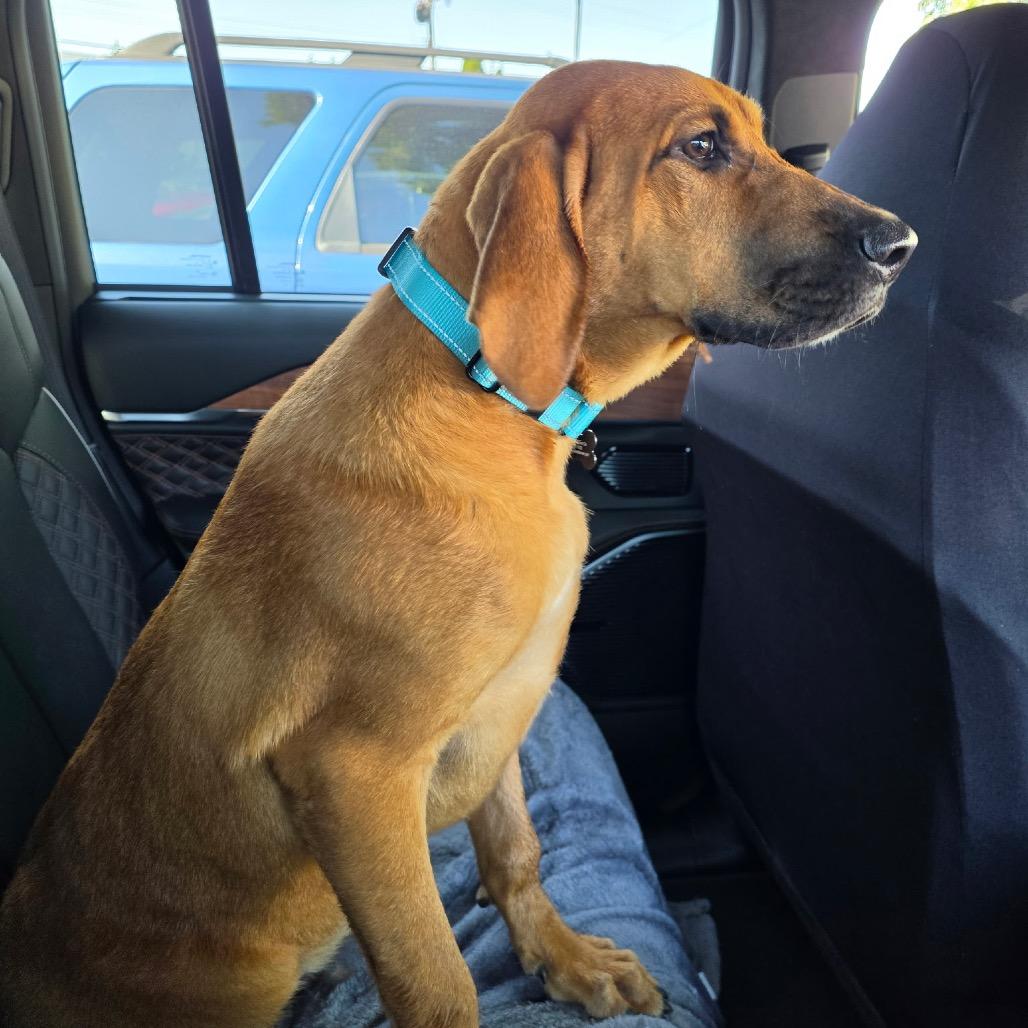 Enlarge Holiday, a Adoptable Hound in Ferndale, MI image 3/6