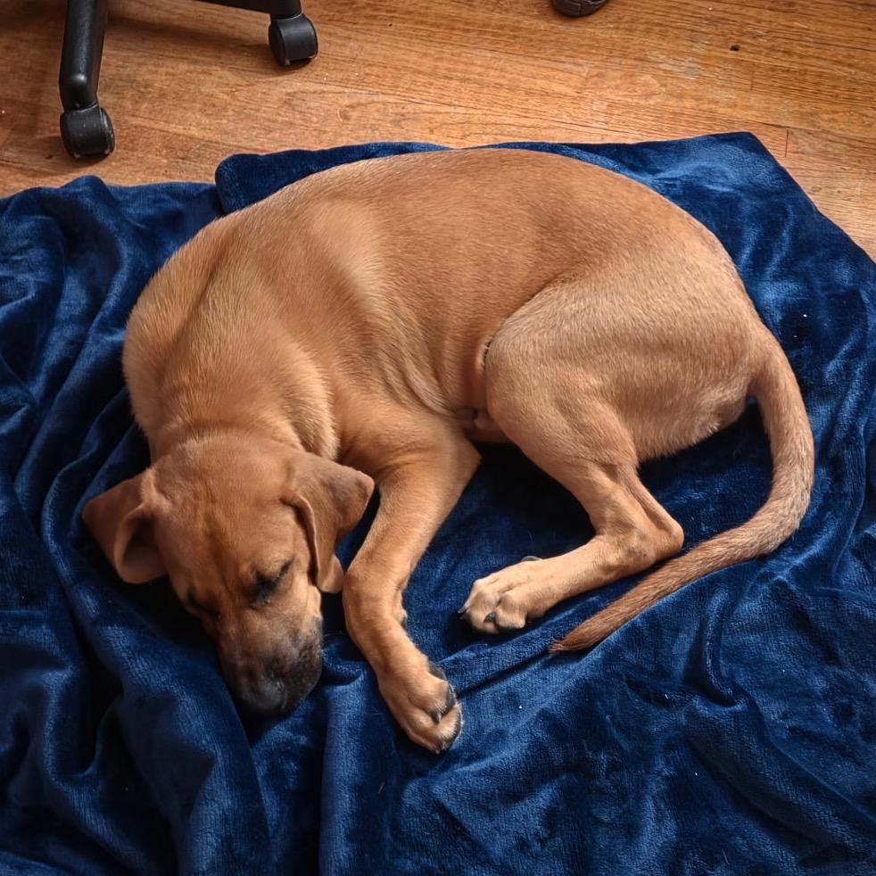 Enlarge Holiday, a Adoptable Hound in Ferndale, MI image 4/6