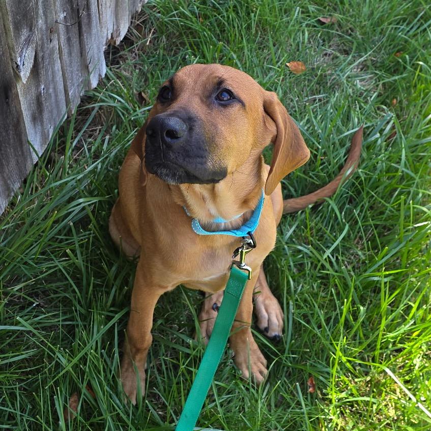 Enlarge Holiday, a Adoptable Hound in Ferndale, MI image 5/6