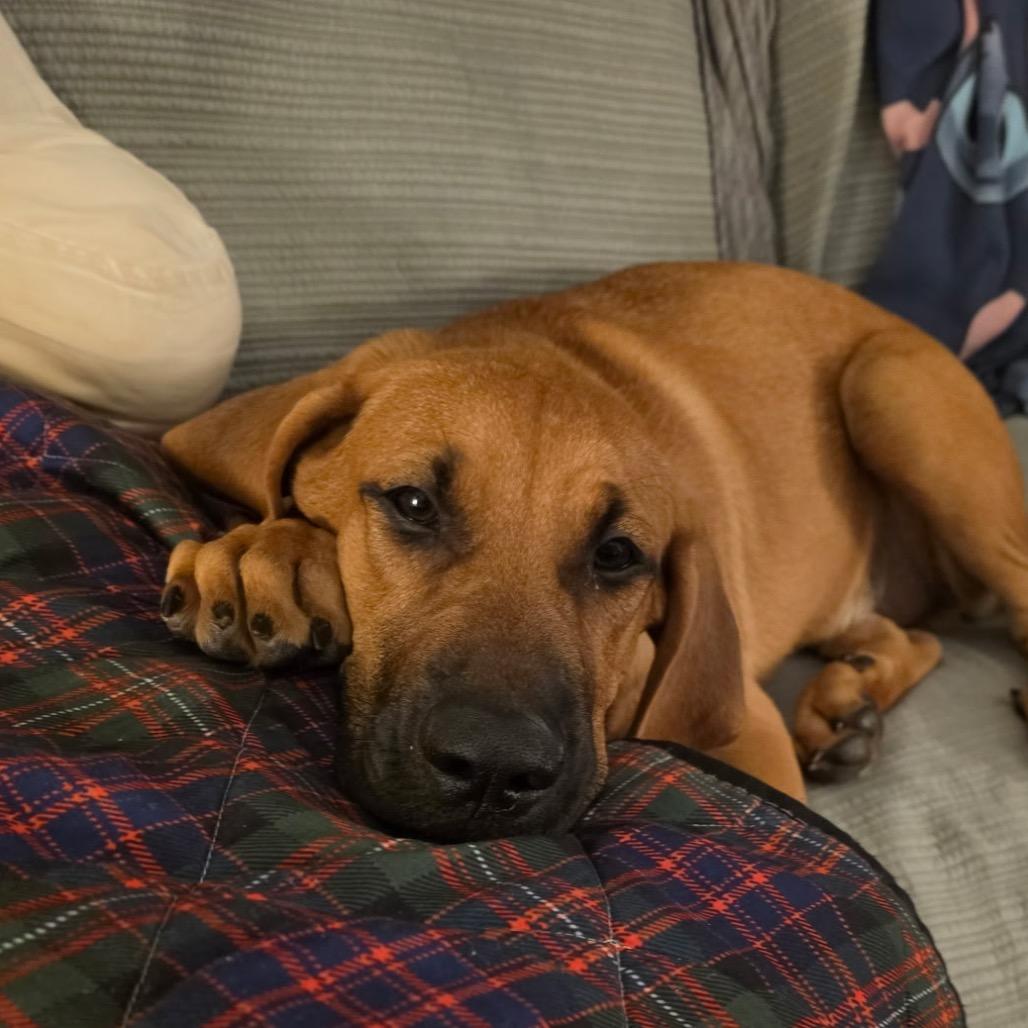 Enlarge Holiday, a Adoptable Hound in Ferndale, MI image 6/6