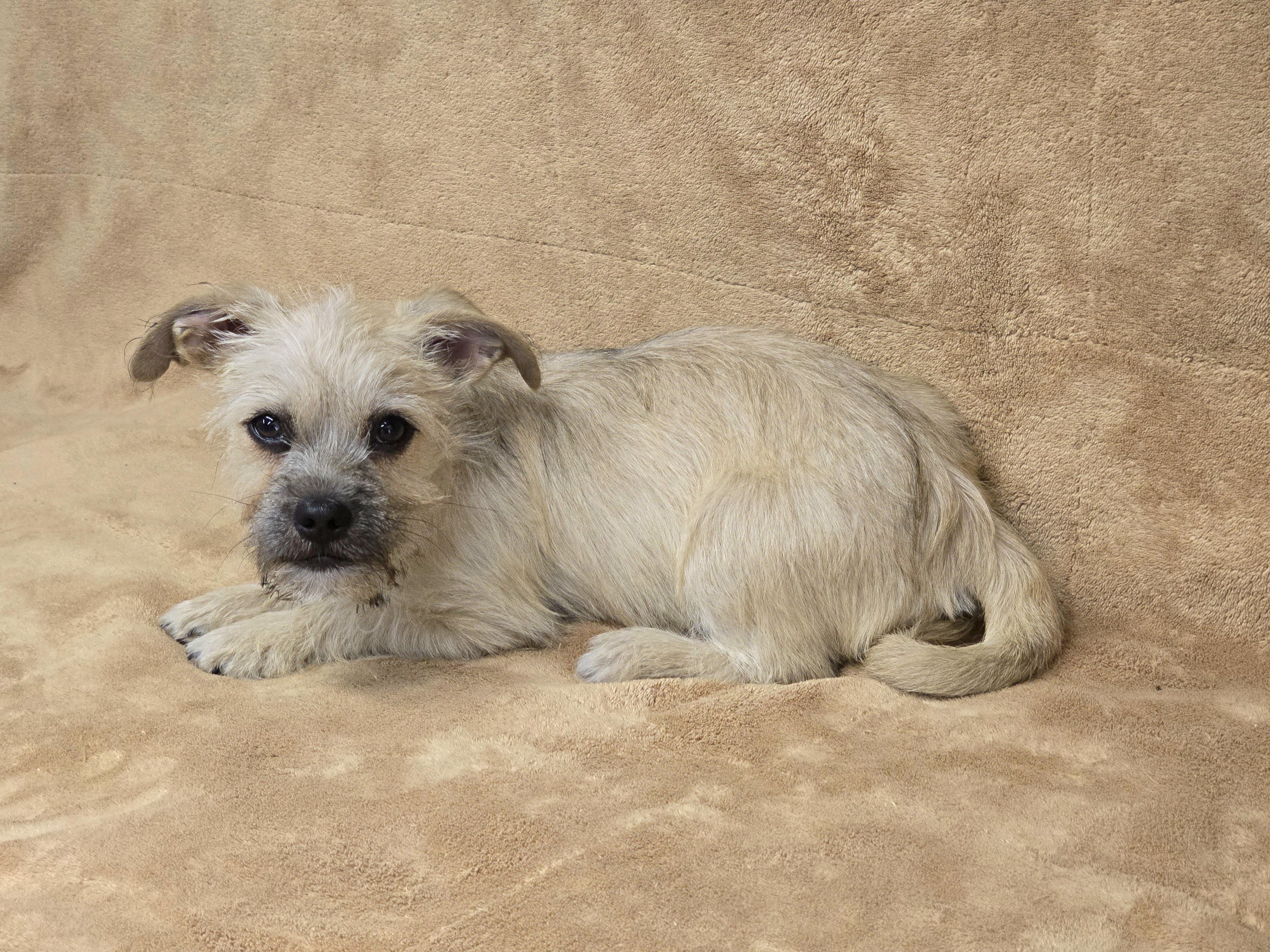 Enlarge Pencil, an adopted mixed breed in San Pedro, CA image 4/5