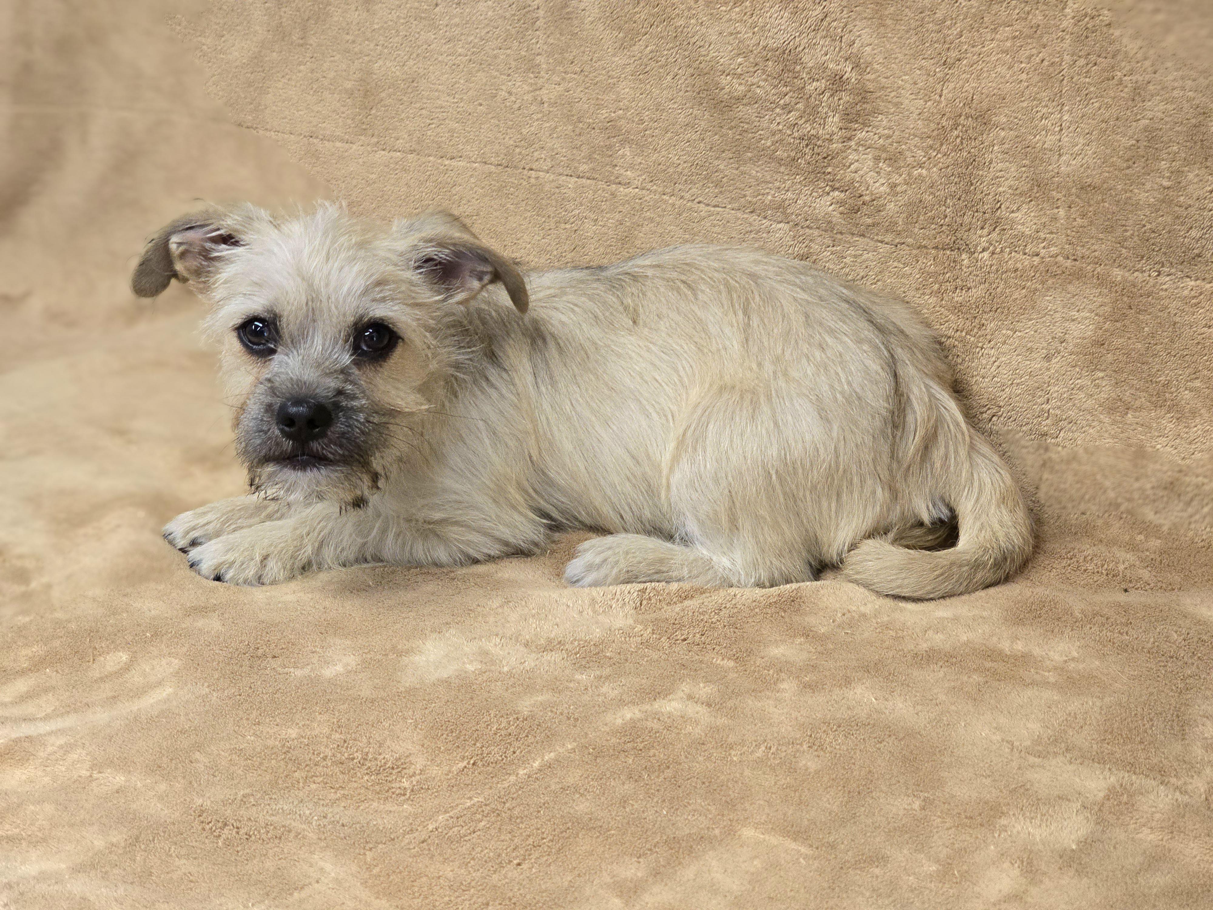 Enlarge Pencil, an adopted mixed breed in San Pedro, CA image 5/5