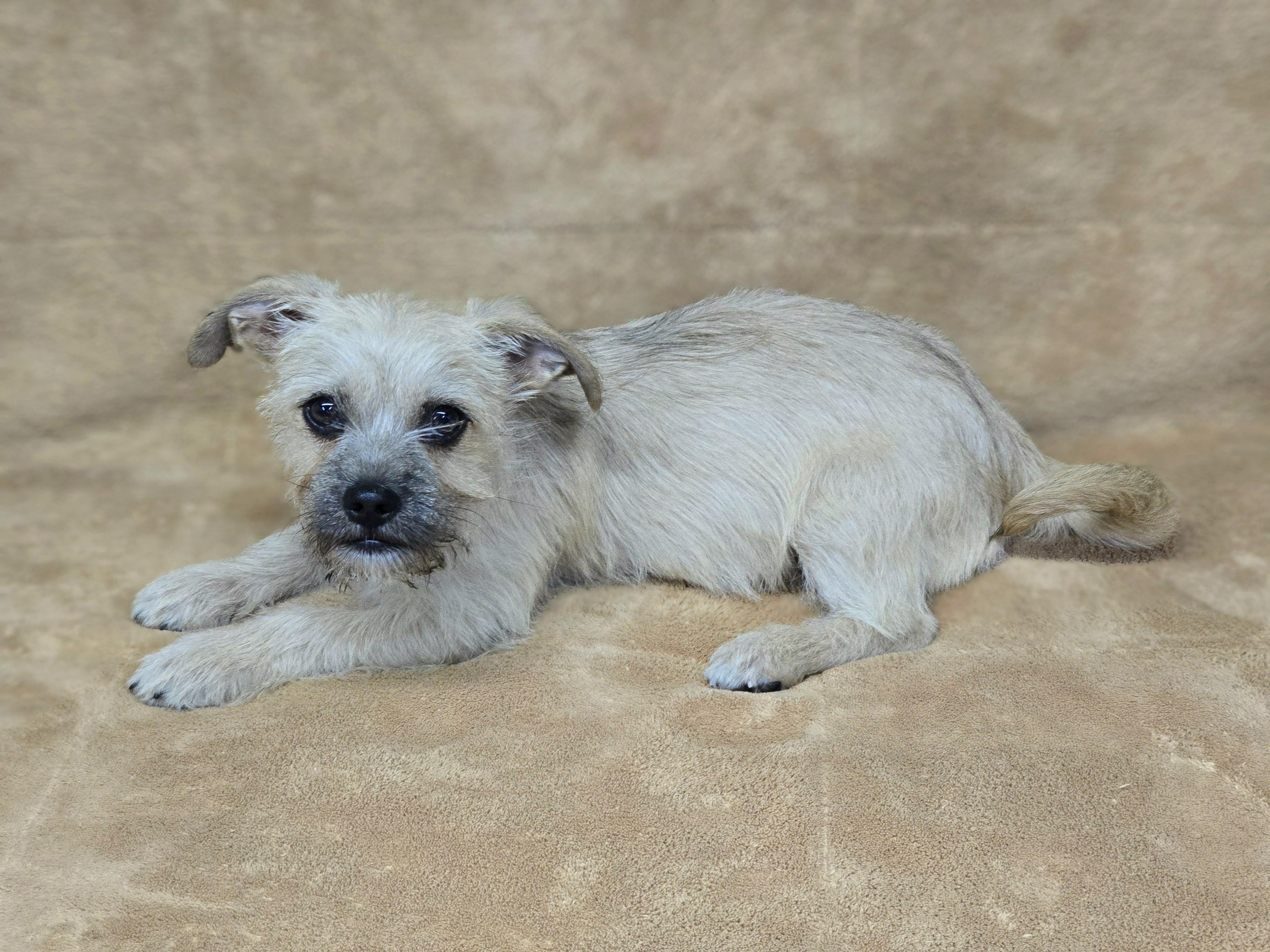 Pencil, adopted, Puppy Female Terrier & Pug.