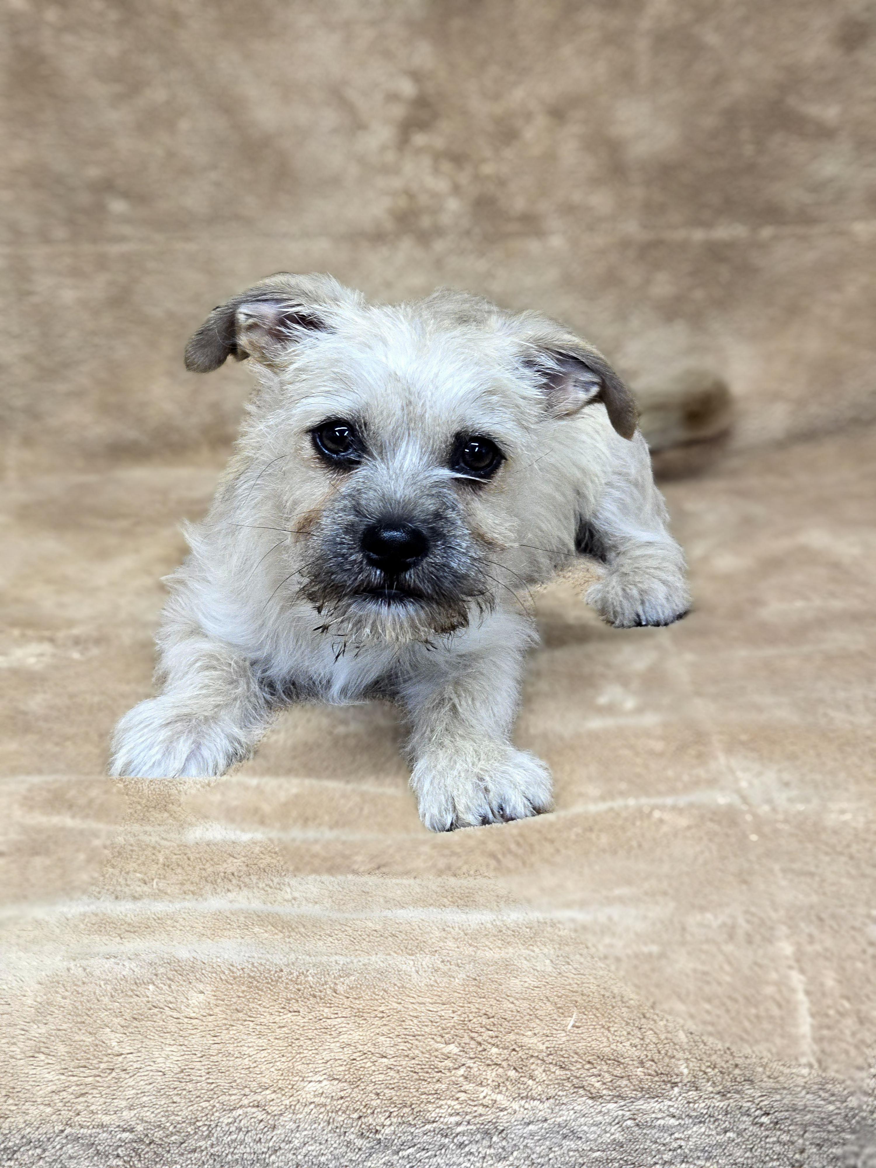 Enlarge Pencil, an adopted mixed breed in San Pedro, CA image 2/5