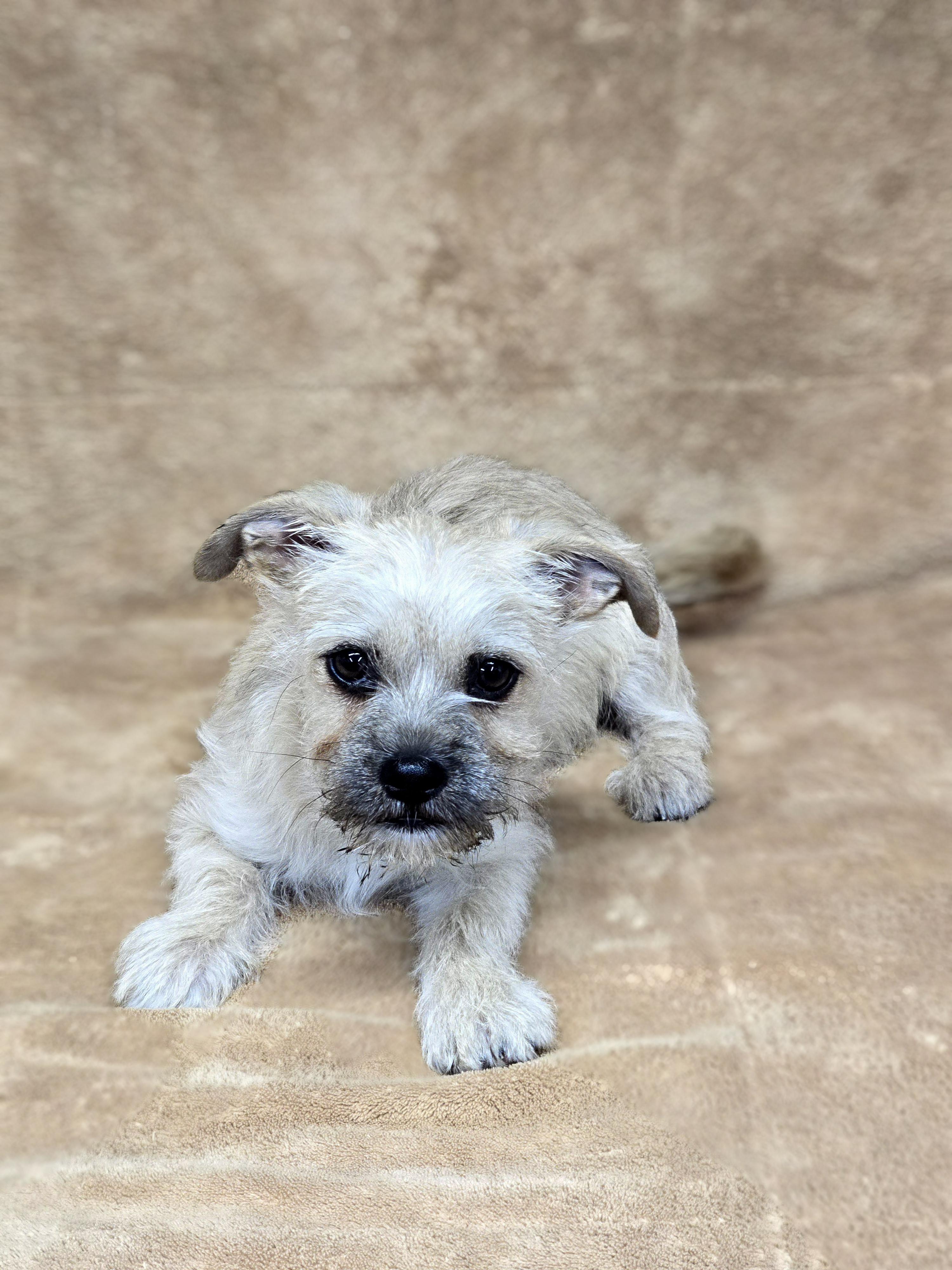 Enlarge Pencil, an adopted mixed breed in San Pedro, CA image 3/5
