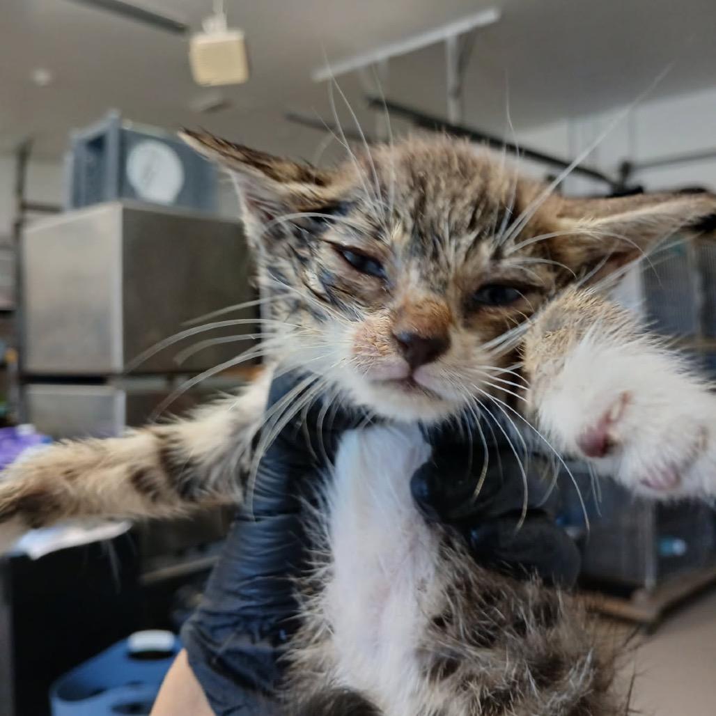 Moxie — thumbnail 2